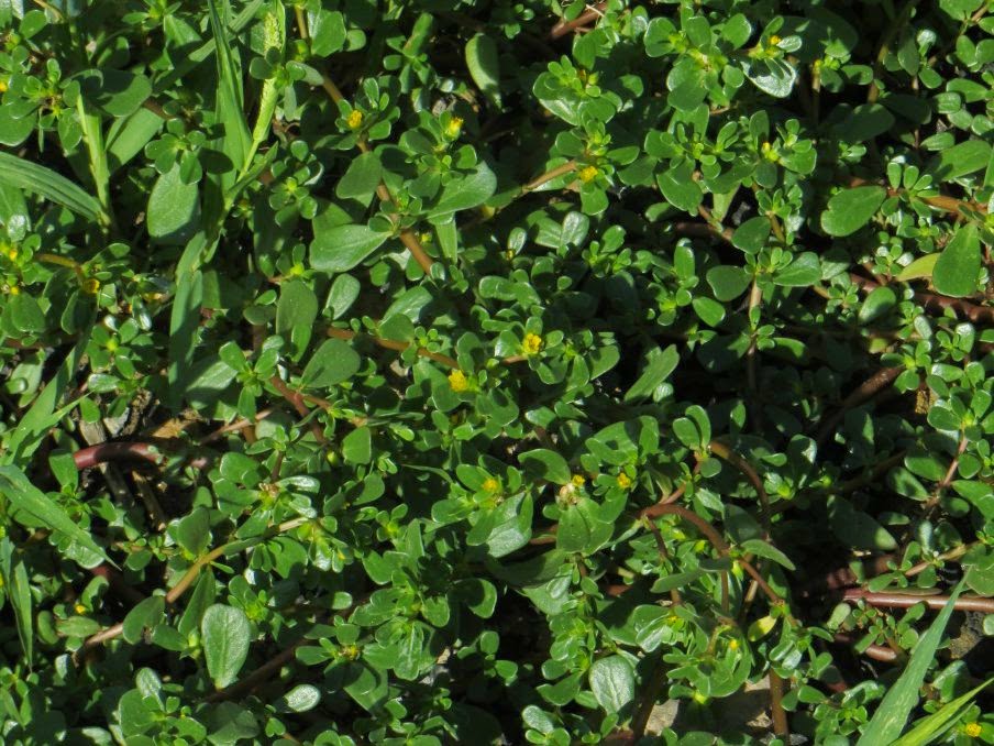 portulaca2%2Bgentileza%2BRosa-Espa%C3%B1a.jpg