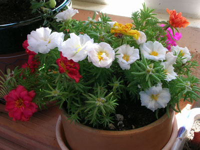 Portulaca2.JPG