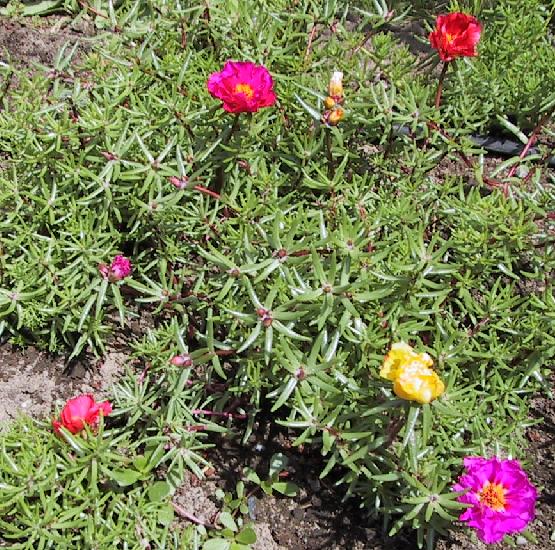 portulaca7.jpg