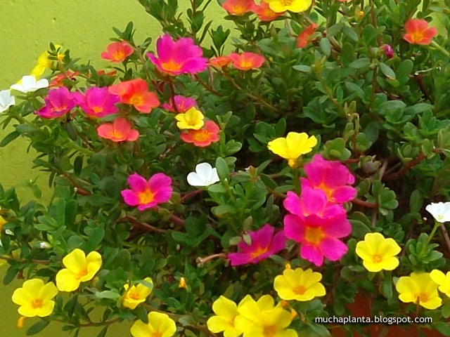 Portulaca_03.jpg