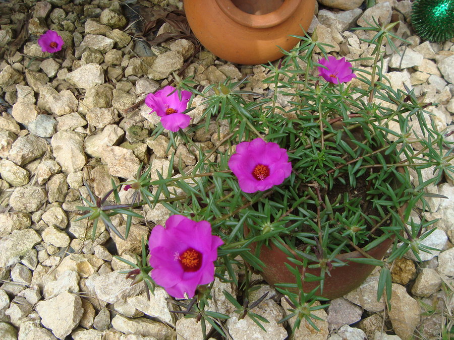 portulaca_by_cerezoinwonderland-d47hs0j.jpg