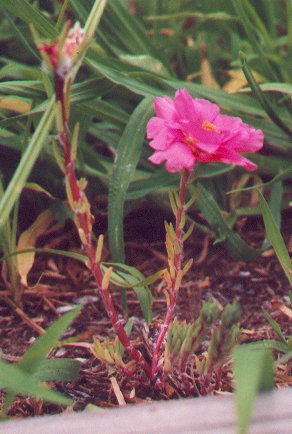 Portulaca_grandiflora_stem_peg.jpg