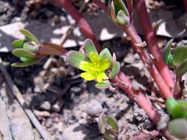 portulaca_oleracea.jpg