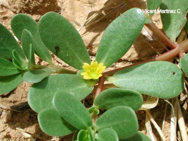 Portulaca_oleracea.jpg
