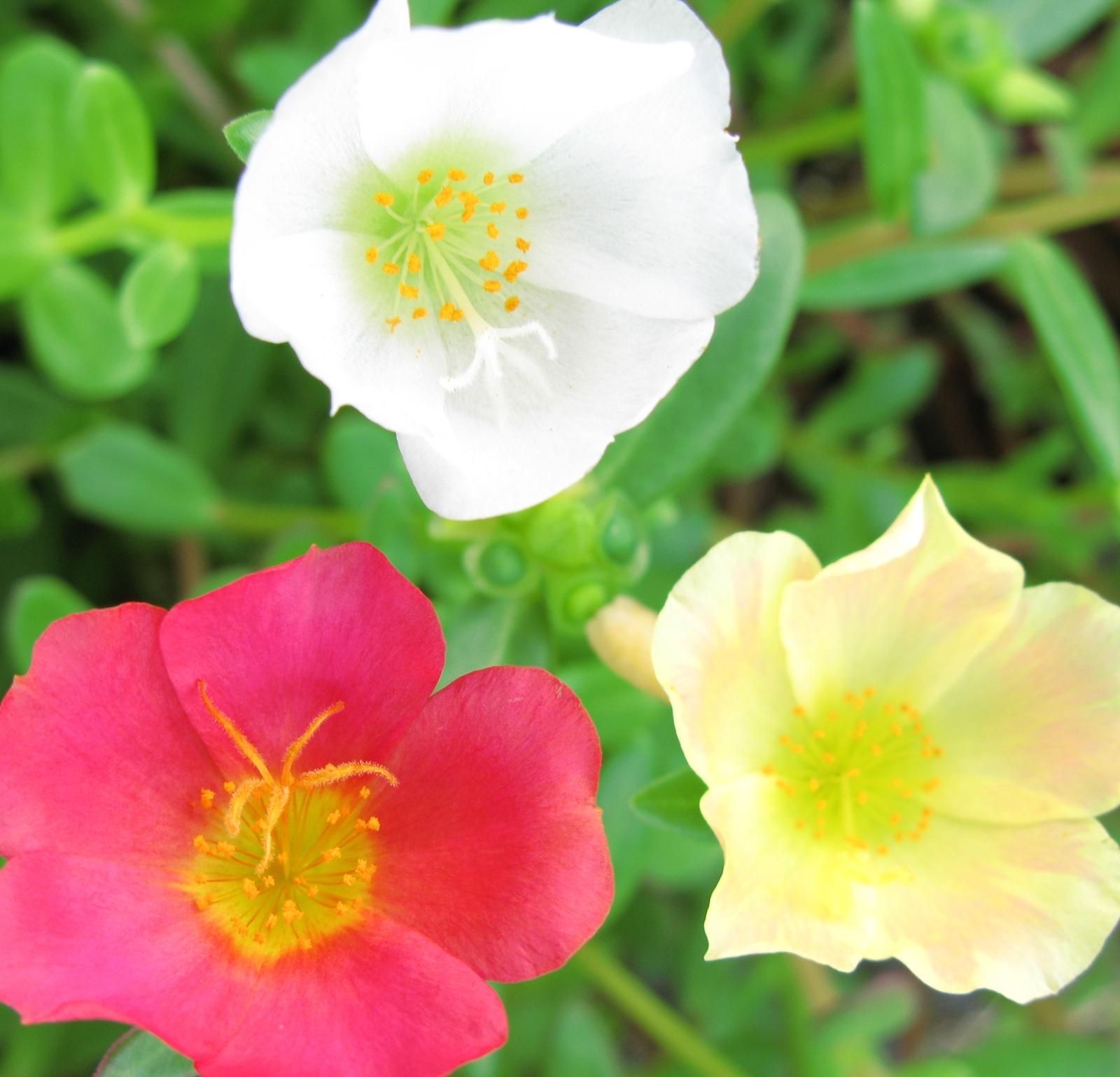 Portulaca_oleracea_Linn._cv._Wild_Fire.jpg