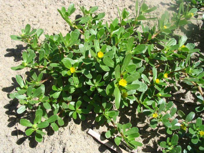portulaca_oleracea_oleracea_02_p0c480_aitona_2.jpg