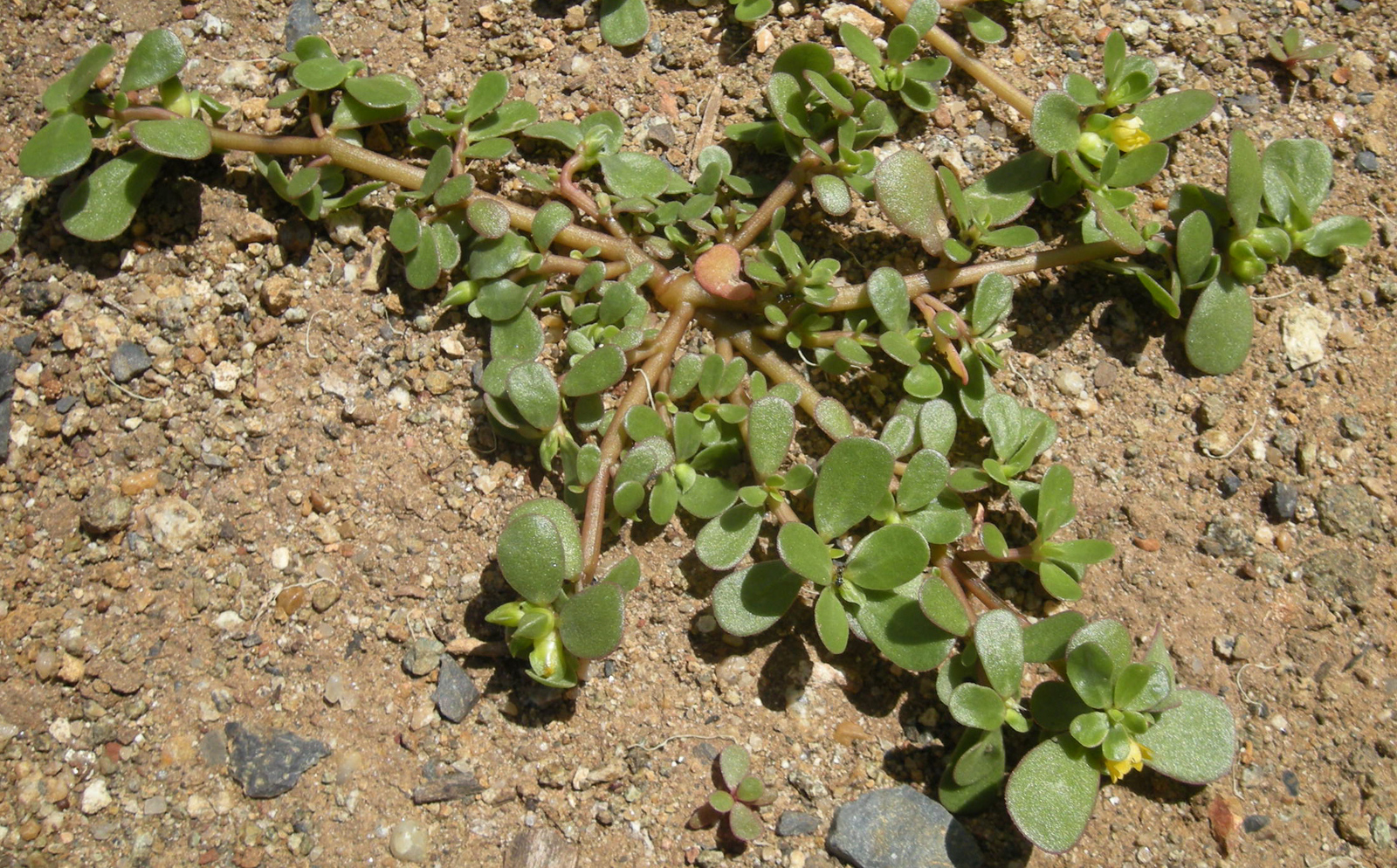 Portulaca_oleracea_plant.jpg