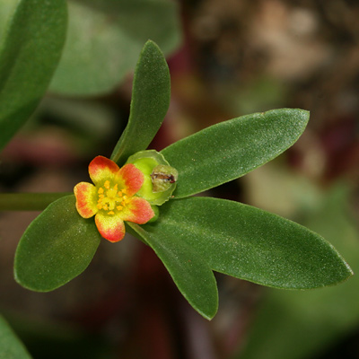Portulaca_um_400.jpg