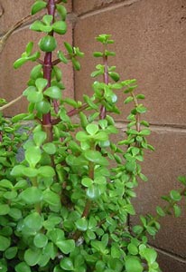 portulacaria-afra.jpg