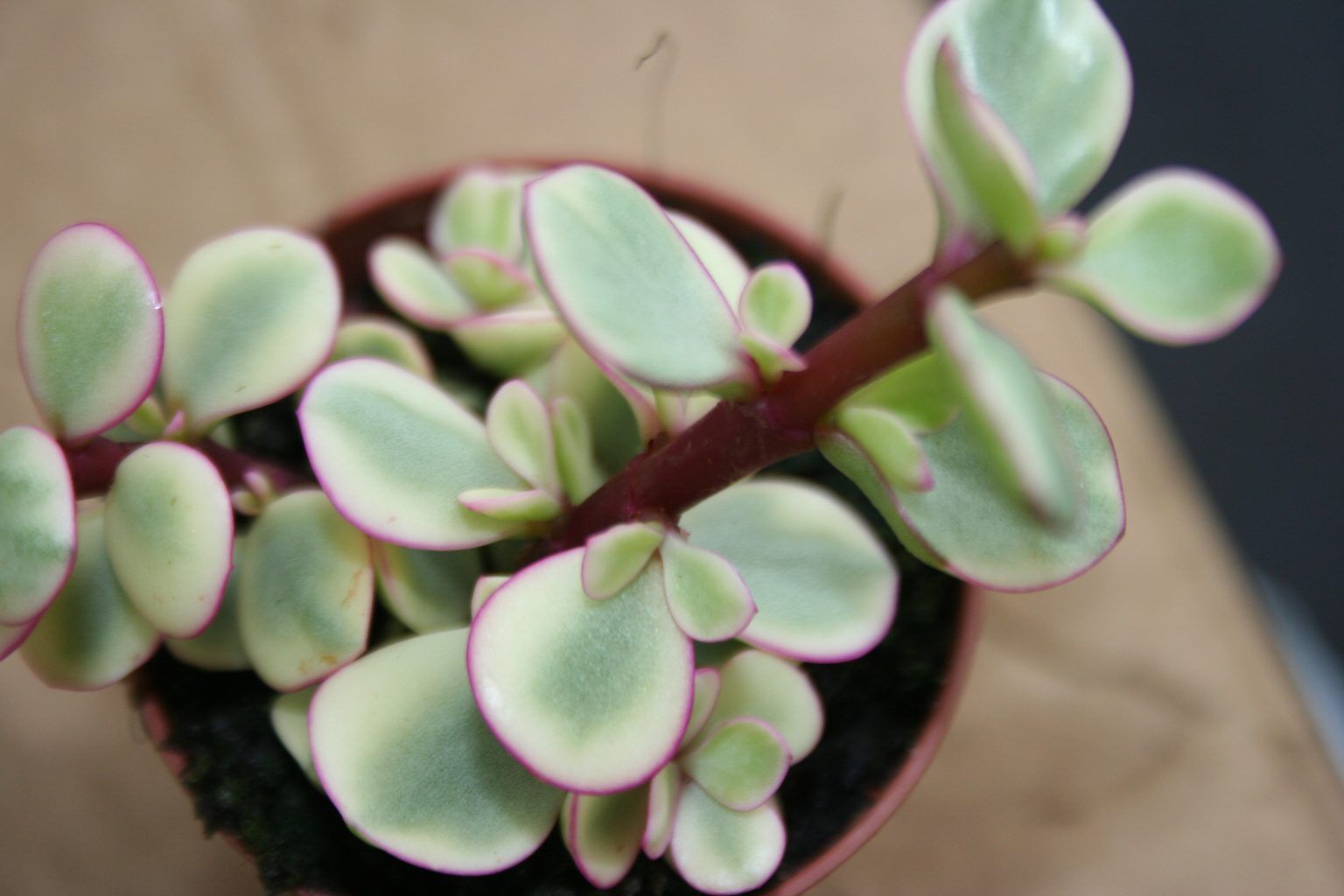 Portulacaria-afra-vta1-1536x1024.jpg