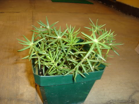 PortulaceaGrandiflora.jpg