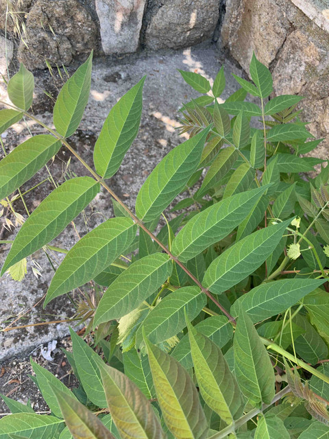 posible-cornicabra01.jpg