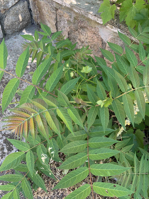 posible-cornicabra02.jpg