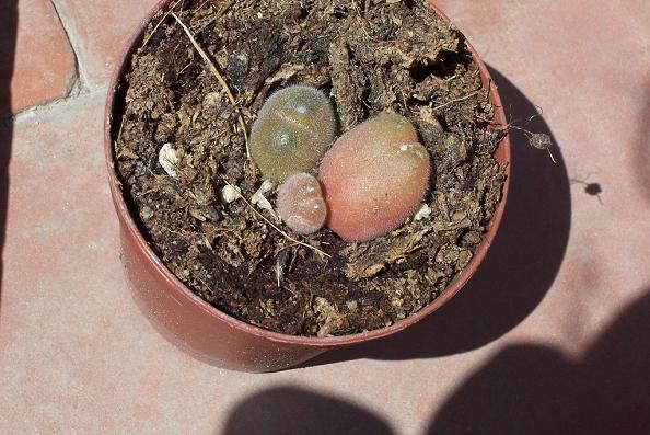 posible_aizoaceae.JPG