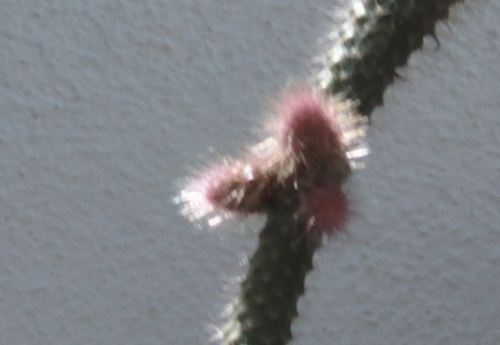 posiblescapullosaporocactus3_zpsf88ff554.jpg
