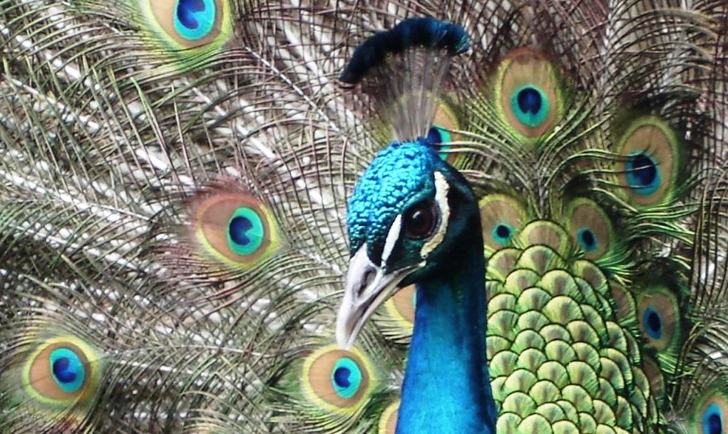 Post-3-Pavo-real-c-J.-Kather-e1444238115995.jpg