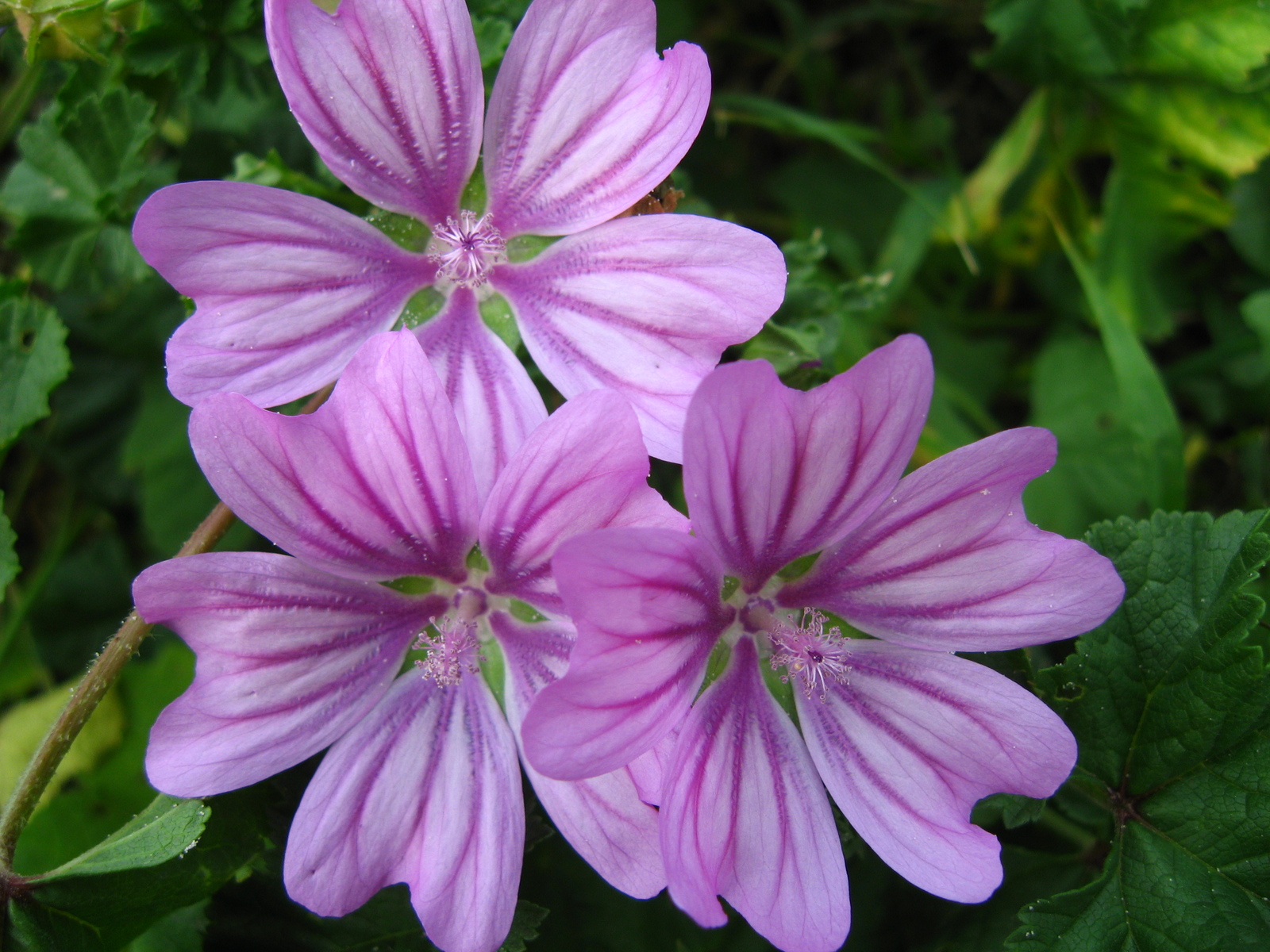 post-malva-sylvestris.jpg