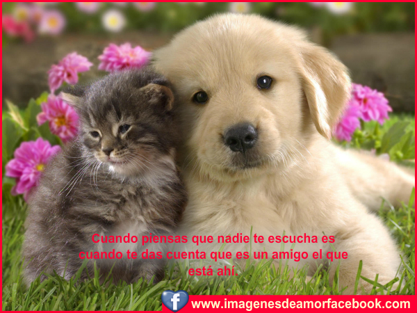 postales+bonitas+para+amistad.jpg