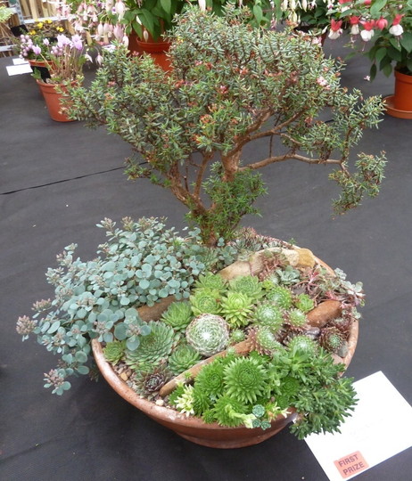 pot_of_succulents.jpg