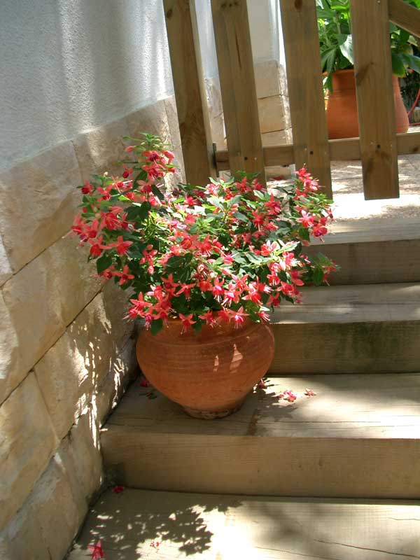 Pote-de-fucsias.jpg