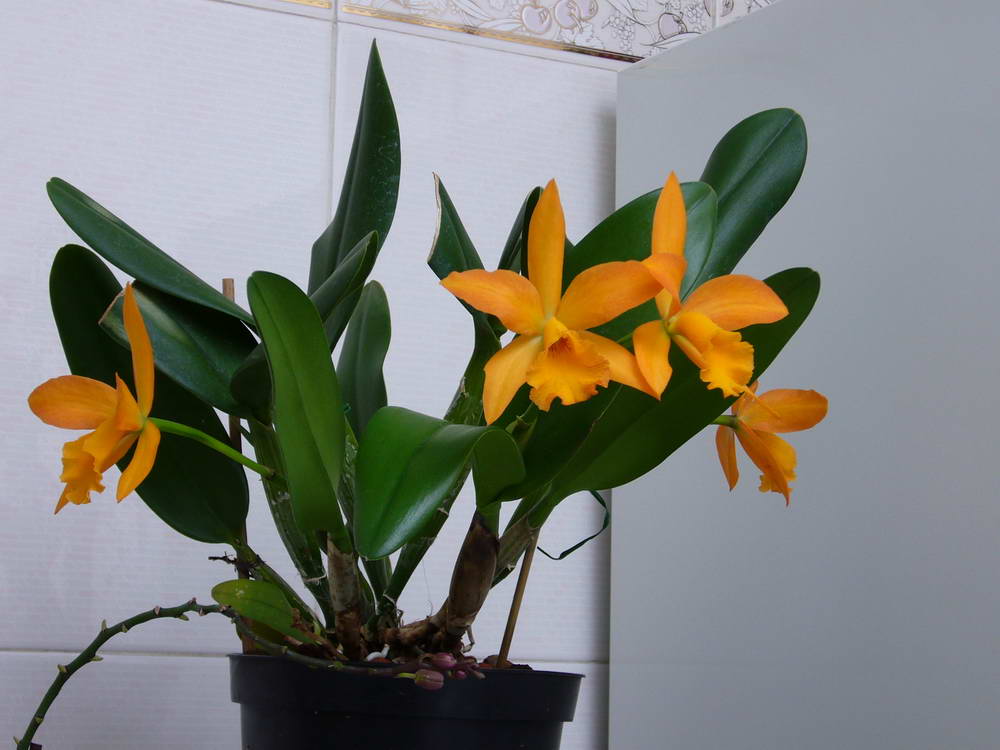potinara%20naranja2.jpg