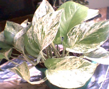 potosblanco.JPG
