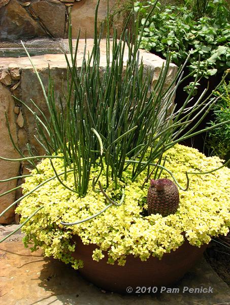 Potted_succulents.JPG