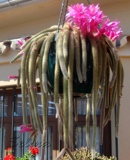 pPCAporocactuzZX.jpg