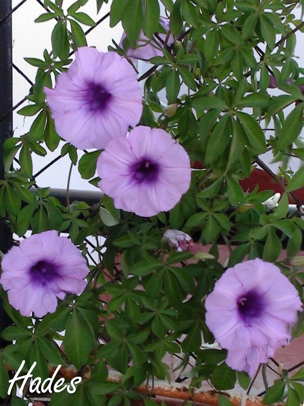 ppFAsIM8-dHTeHPdCYMTxyJ_rtadDL7ED2VmO6iH7oQ=w623-h830-no.jpg