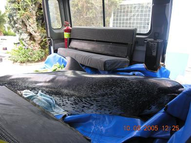 practicas%20delfin%20y%20totrugas%20007.JPG