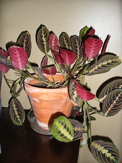 prayer+plant11.jpg