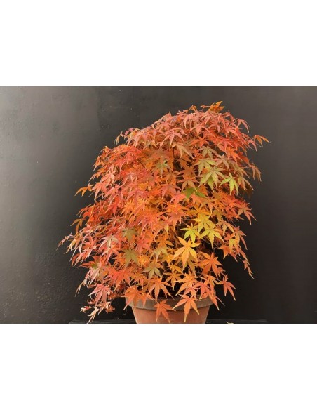 prebonsai-acer-palmatum-10269-4.jpg
