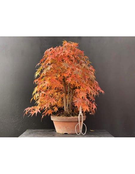 prebonsai-acer-palmatum-10269-5.jpg