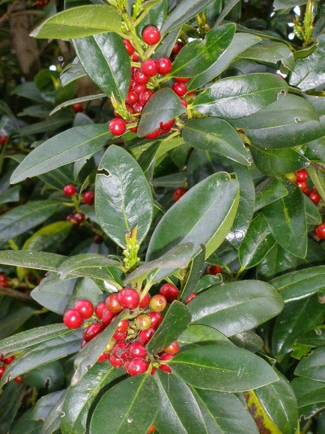 preimavera14%2B010.JPG