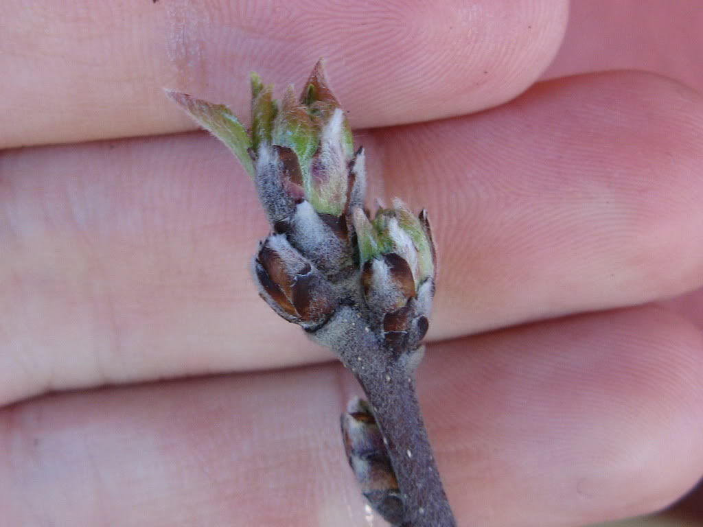 pri04.jpg