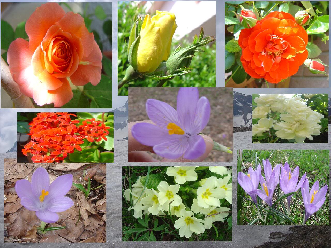 Primavera-2.jpg
