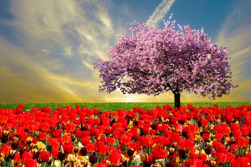 primavera-830x553.jpg