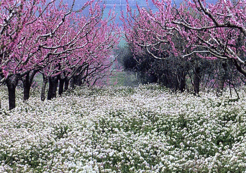 primavera.jpg