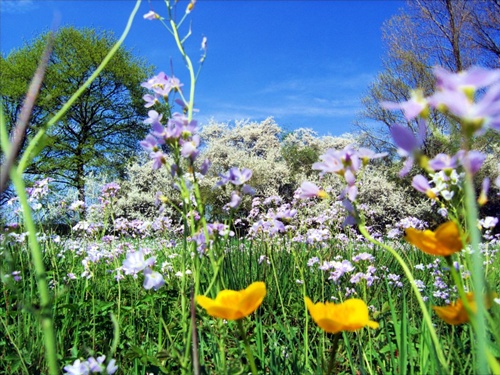 primavera1.jpg