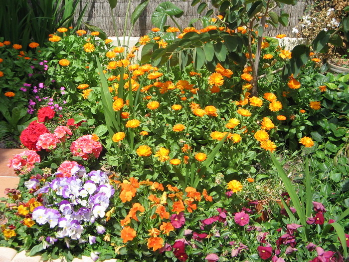 primavera2.jpg