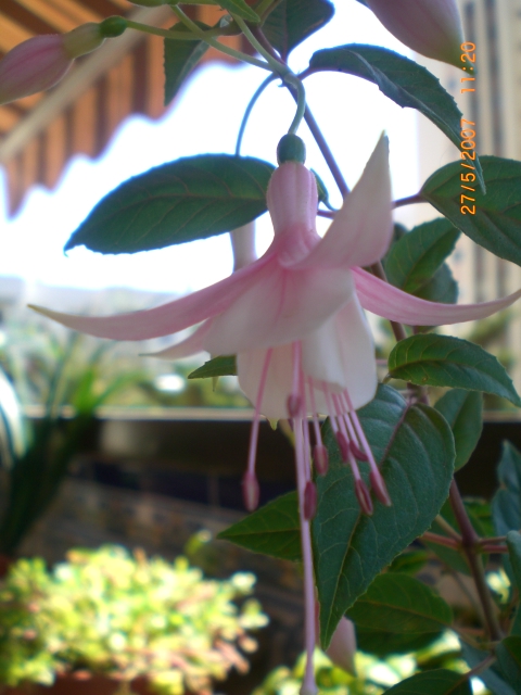 Primavera_2007_005.jpg