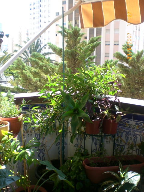 Primavera_2007_013.jpg