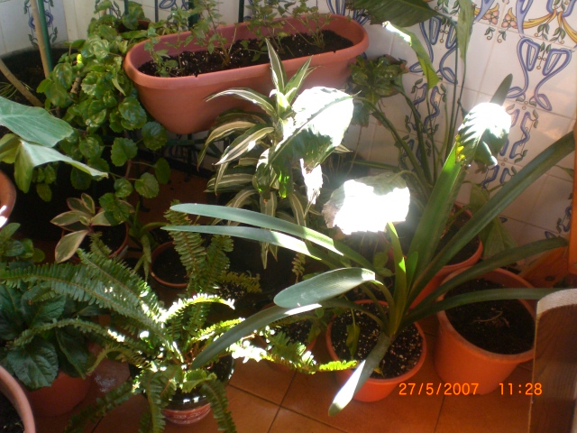 Primavera_2007_014.jpg