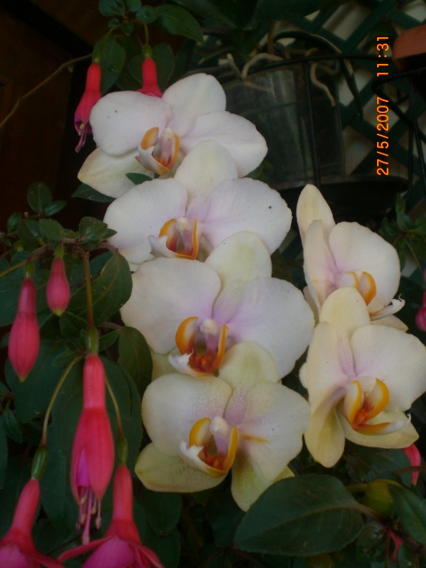 Primavera_2007_022.jpg