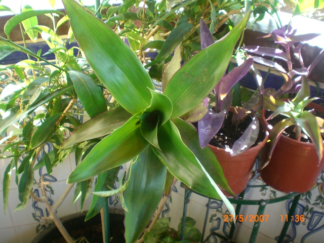 Primavera_2007_028.jpg