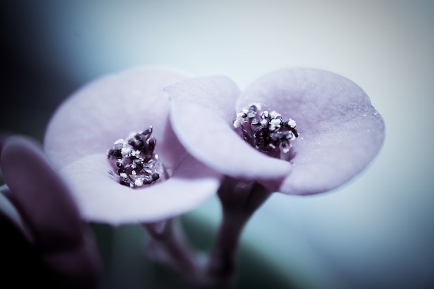 primer-plano-flores-elegantes_1162-48.jpg