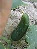 primer_pepino_17-5-2011.JPG