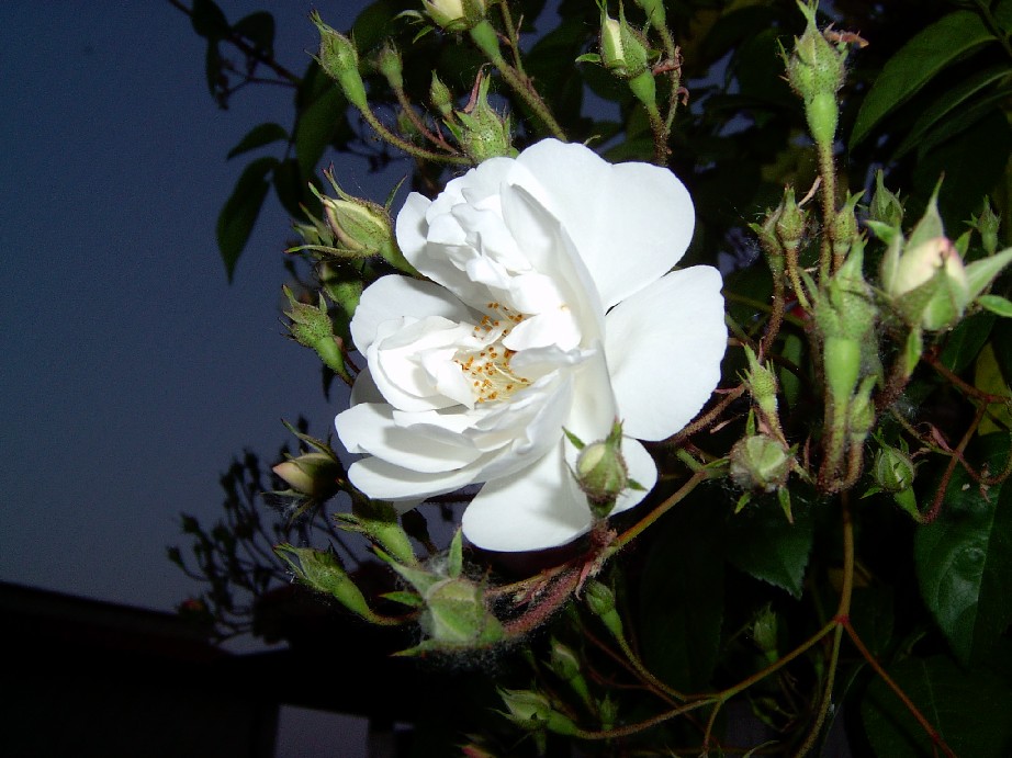 primera%20flor%20del%20Bobbie%20James....jpg