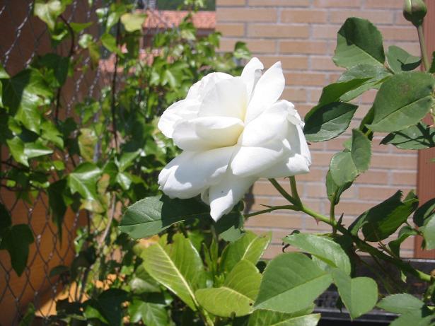Primera%20rosa%202005.jpg