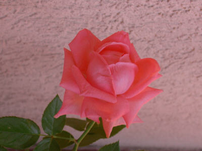 Primera%20rosa_01.jpg